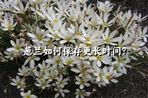 葱兰如何保存更长时间？