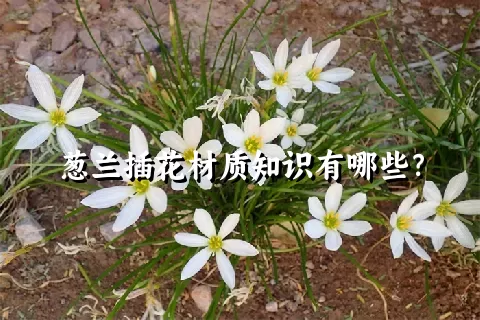 葱兰插花材质知识有哪些？