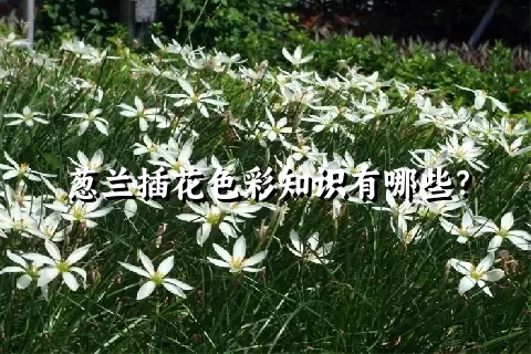 葱兰插花色彩知识有哪些？