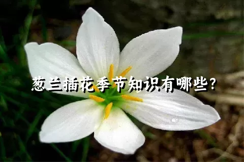 葱兰插花季节知识有哪些？