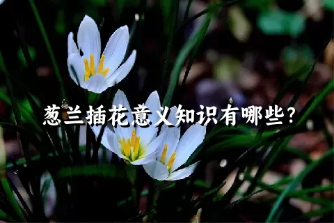 葱兰插花意义知识有哪些？