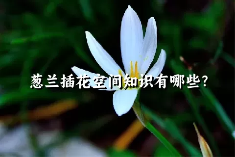 葱兰插花空间知识有哪些？