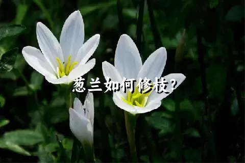 葱兰如何修枝？