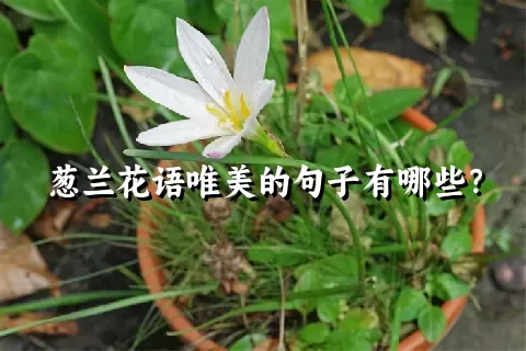 葱兰花语唯美的句子有哪些？