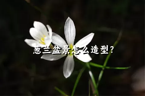 葱兰盆景怎么造型？