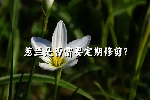 葱兰是否需要定期修剪？