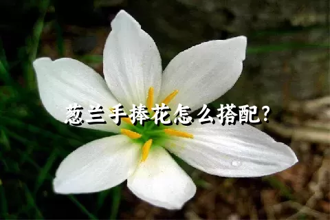 葱兰手捧花怎么搭配？