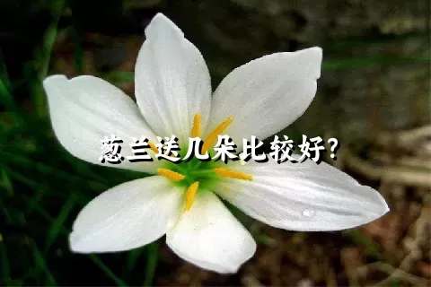 葱兰送几朵比较好？