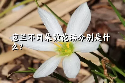 葱兰不同朵数花语分别是什么？