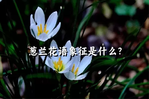 葱兰花语象征是什么？