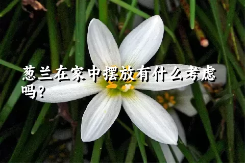 葱兰在家中摆放有什么考虑吗？