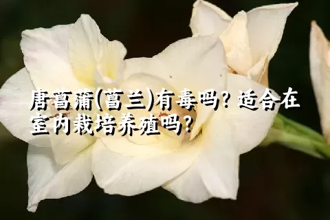 唐菖蒲(菖兰)有毒吗？适合在室内栽培养殖吗？