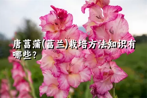 唐菖蒲(菖兰)栽培方法知识有哪些？