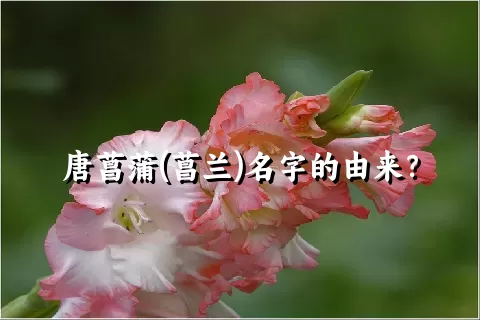 唐菖蒲(菖兰)名字的由来？