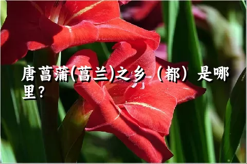 唐菖蒲(菖兰)之乡（都）是哪里？