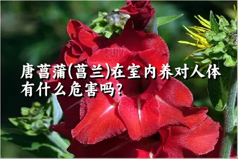 唐菖蒲(菖兰)在室内养对人体有什么危害吗？