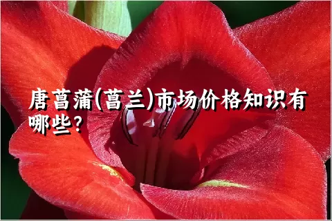 唐菖蒲(菖兰)市场价格知识有哪些？