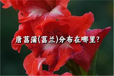 唐菖蒲(菖兰)分布在哪里?