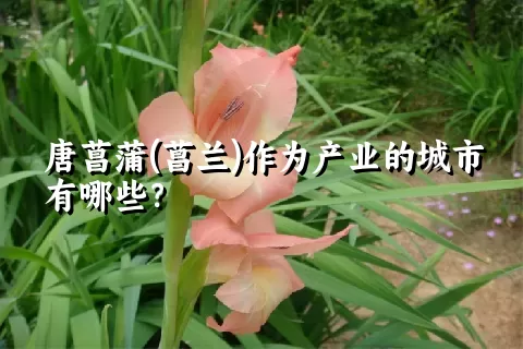 唐菖蒲(菖兰)作为产业的城市有哪些？