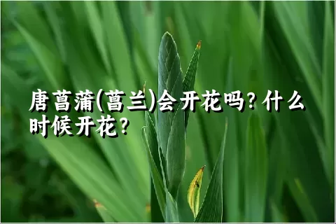 唐菖蒲(菖兰)会开花吗？什么时候开花？