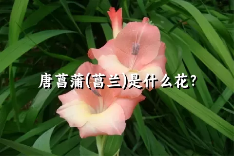 唐菖蒲(菖兰)是什么花？