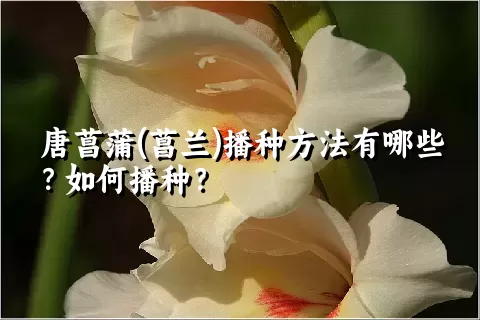 唐菖蒲(菖兰)播种方法有哪些？如何播种？