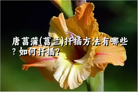 唐菖蒲(菖兰)扦插方法有哪些？如何扦插？