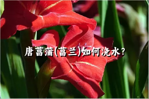 唐菖蒲(菖兰)如何浇水？