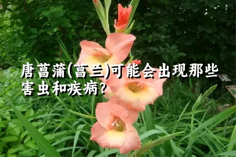 唐菖蒲(菖兰)可能会出现那些害虫和疾病？