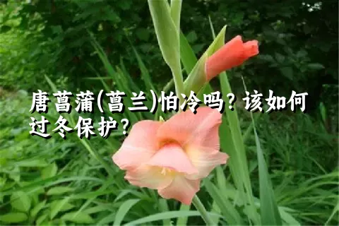 唐菖蒲(菖兰)怕冷吗？该如何过冬保护？