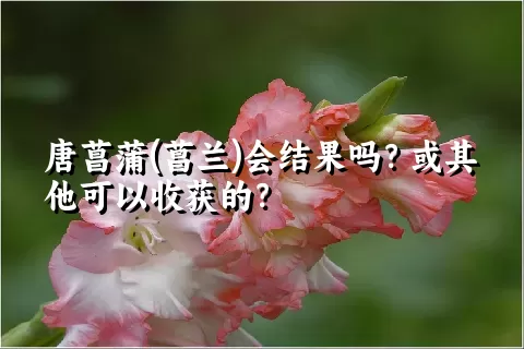 唐菖蒲(菖兰)会结果吗？或其他可以收获的？