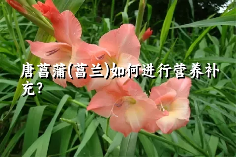 唐菖蒲(菖兰)如何进行营养补充？