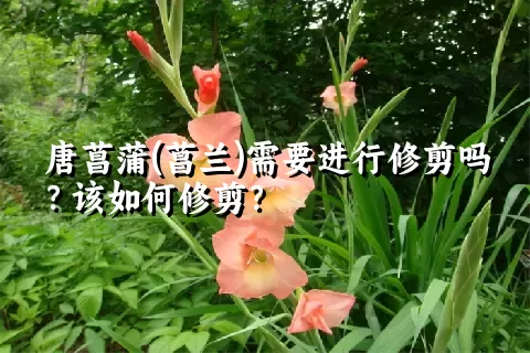 唐菖蒲(菖兰)需要进行修剪吗？该如何修剪？