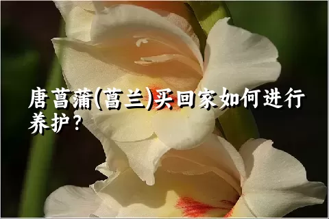 唐菖蒲(菖兰)买回家如何进行养护？