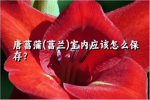 唐菖蒲(菖兰)室内应该怎么保存？