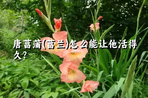 唐菖蒲(菖兰)怎么能让他活得久？