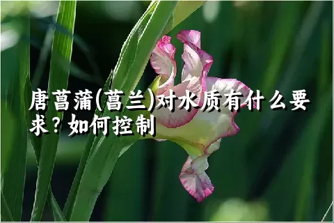 唐菖蒲(菖兰)对水质有什么要求？如何控制