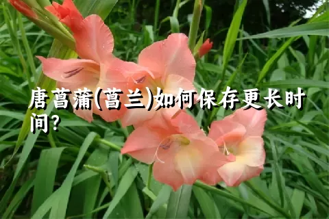 唐菖蒲(菖兰)如何保存更长时间？