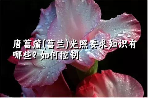 唐菖蒲(菖兰)光照要求知识有哪些？如何控制