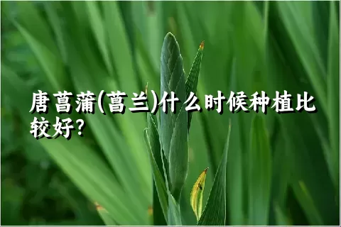 唐菖蒲(菖兰)什么时候种植比较好？