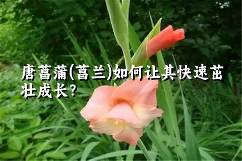 唐菖蒲(菖兰)如何让其快速茁壮成长？