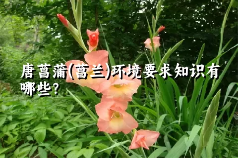 唐菖蒲(菖兰)环境要求知识有哪些？