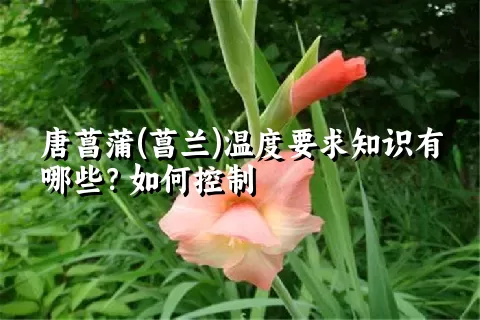 唐菖蒲(菖兰)温度要求知识有哪些？如何控制