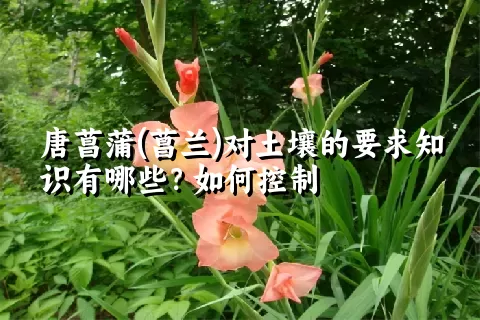 唐菖蒲(菖兰)对土壤的要求知识有哪些？如何控制