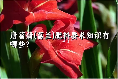 唐菖蒲(菖兰)肥料要求知识有哪些？