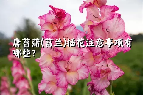 唐菖蒲(菖兰)插花注意事项有哪些？