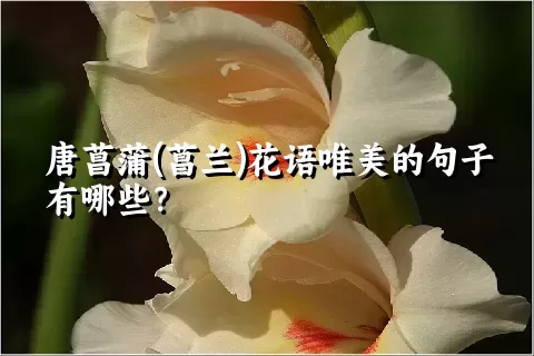 唐菖蒲(菖兰)花语唯美的句子有哪些？