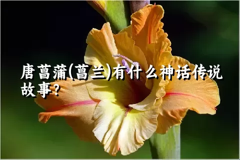 唐菖蒲(菖兰)有什么神话传说故事？