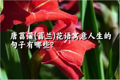 唐菖蒲(菖兰)花语寓意人生的句子有哪些？