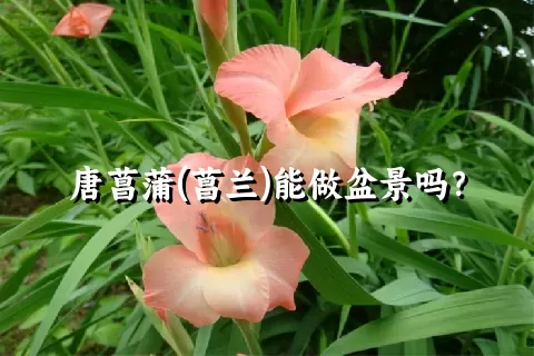 唐菖蒲(菖兰)能做盆景吗？